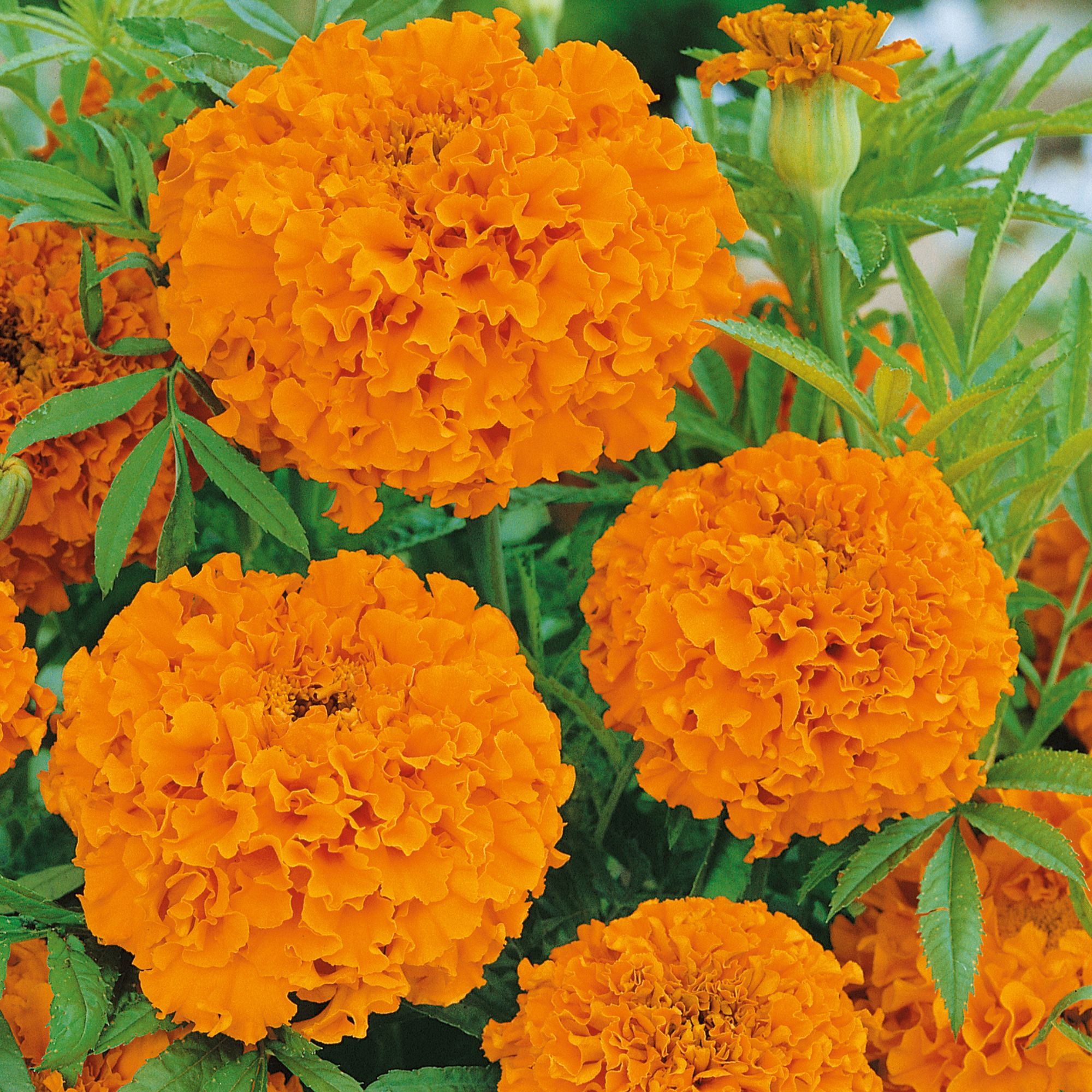 African Marigold Seeds for Planting - Hawaii - 1 g Packet ~282 Seeds - Flower Gardening